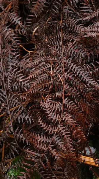 Bronz-kahverengi renk eğreltiotu yapraklarının açılış dokusu