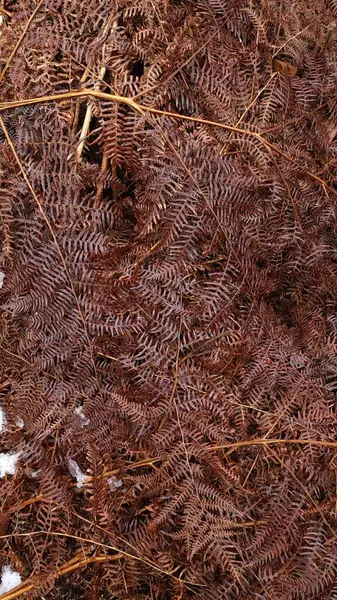 Bronz-kahverengi renk eğreltiotu yapraklarının açılış dokusu