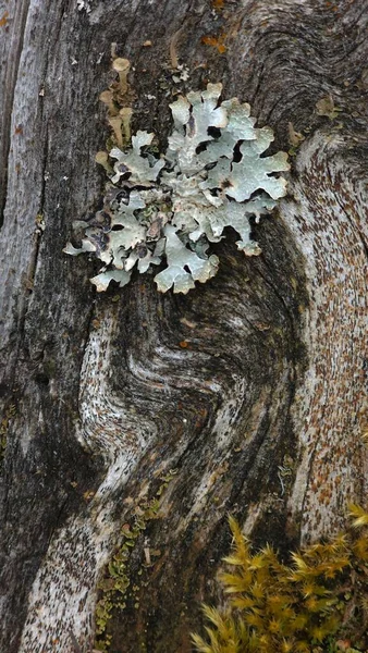 Islak bir ormandaki yaşlı bir ağaçta liken adaları açıyor.