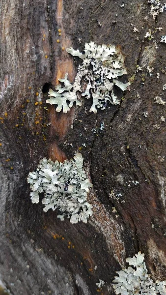 Islak bir ormandaki yaşlı bir ağaçta liken adaları açıyor.