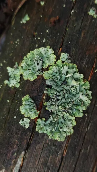 Islak bir ormandaki yaşlı bir ağaçta liken adaları açıyor.