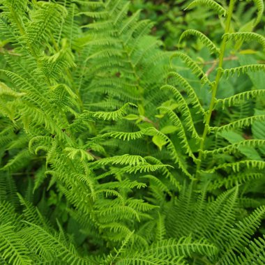 Karanlık bir ormanda yeşil eğreltiotu yapraklarının açık çalışma kalıpları