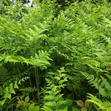 Karanlık bir ormanda yeşil eğreltiotu yapraklarının açık çalışma kalıpları