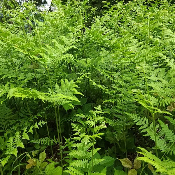 Karanlık bir ormanda yeşil eğreltiotu yapraklarının açık çalışma kalıpları