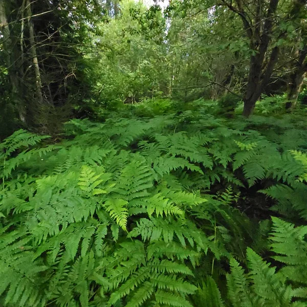 Karanlık bir ormanda yeşil eğreltiotu yapraklarının açık çalışma kalıpları