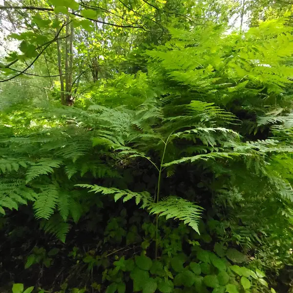 Karanlık bir ormanda yeşil eğreltiotu yapraklarının açık çalışma kalıpları