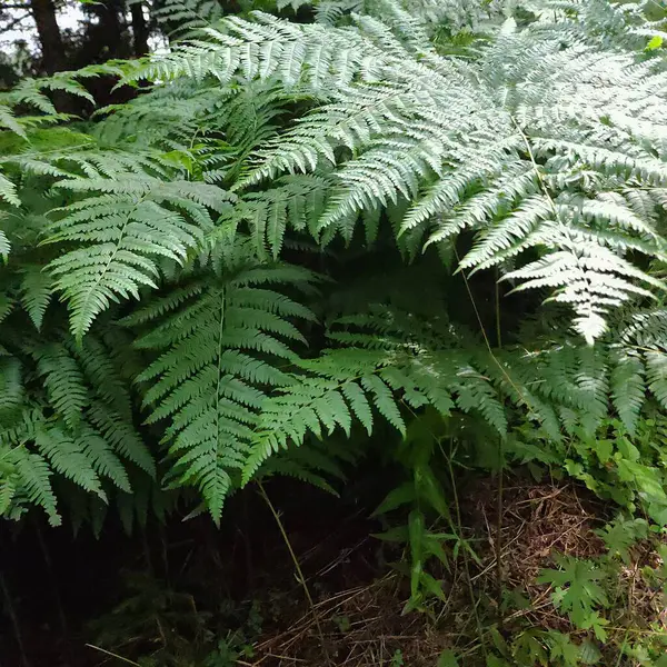 Karanlık bir ormanda yeşil eğreltiotu yapraklarının açık çalışma kalıpları