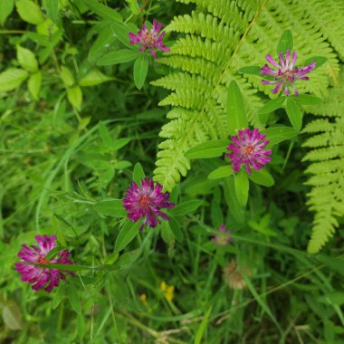 Pembe yonca çiçekleri ormandaki yeşil çimlerin arasında yakındır.