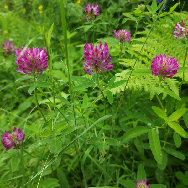 Pembe yonca çiçekleri ormandaki yeşil çimlerin arasında yakındır.