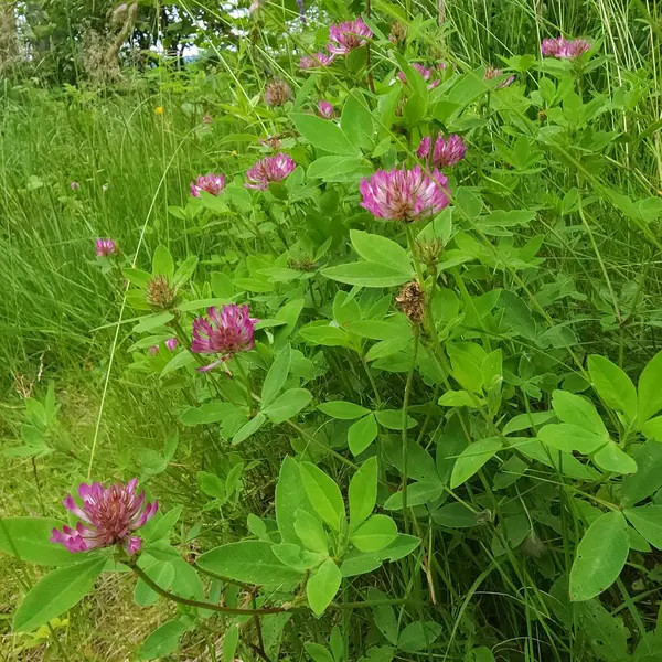 Pembe yonca çiçekleri ormandaki yeşil çimlerin arasında yakındır.