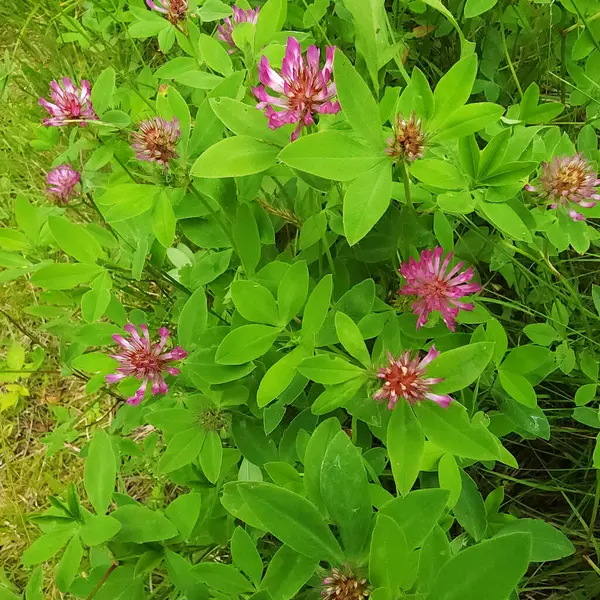 Pembe yonca çiçekleri ormandaki yeşil çimlerin arasında yakındır.