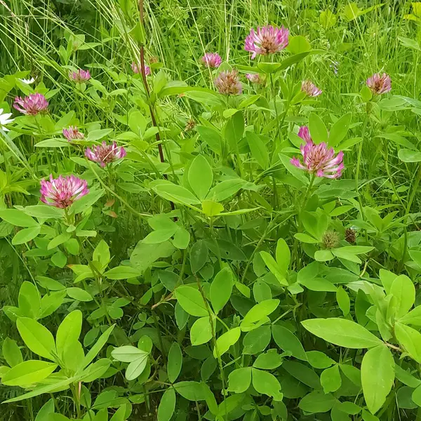Pembe yonca çiçekleri ormandaki yeşil çimlerin arasında yakındır.