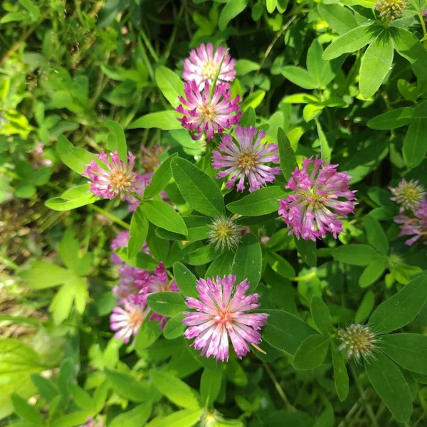 Pembe yonca çiçekleri ormandaki yeşil çimlerin arasında yakındır.