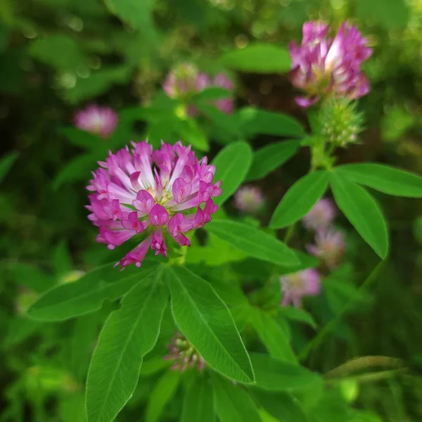 Pembe yonca çiçekleri ormandaki yeşil çimlerin arasında yakındır.