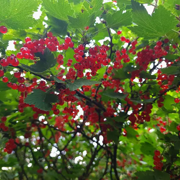 Çalının üzerinde sulu, olgun, kırmızı frenk üzümü.