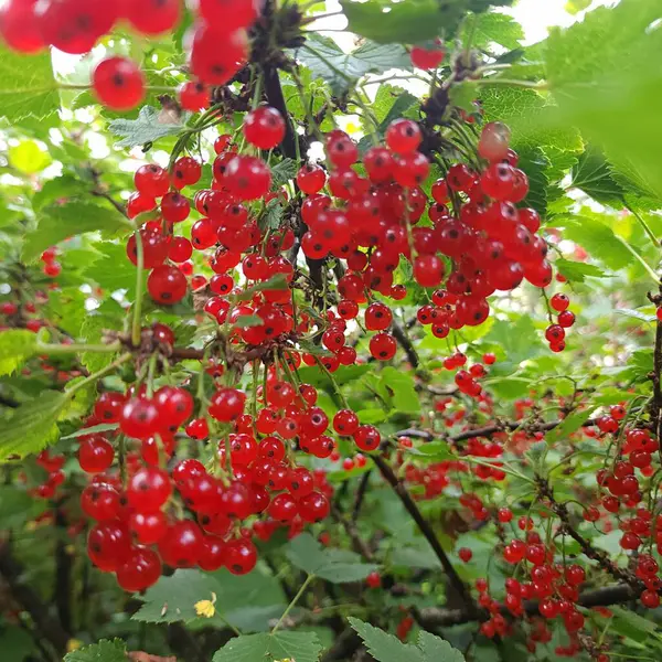 Çalının üzerinde sulu, olgun, kırmızı frenk üzümü.
