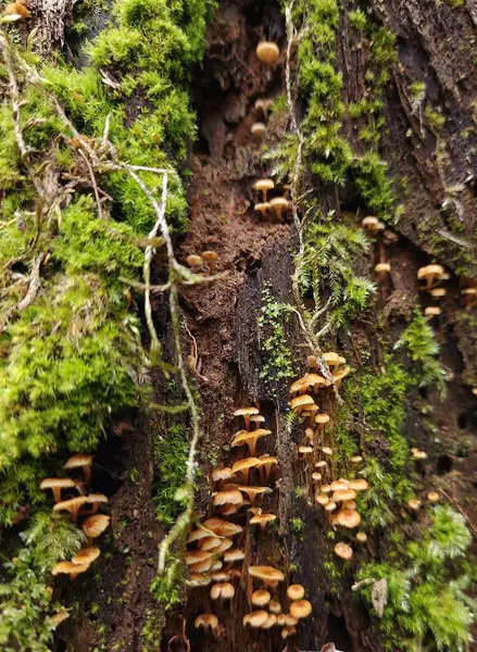 Yeşil yosunların arasında eski bir kütük üzerinde küçük turuncu mantarlar Ormanda yakın planda