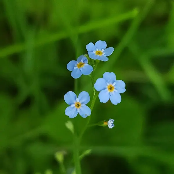 Çekici, narin mavi çiçekler yeşil çimenlerin arka planında.