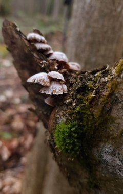 Sonbahar ormanlarında eski ağaçların üzerinde dalgalı kenarı olan ahşap mantarlar
