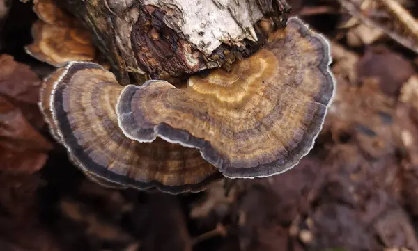 Dalgaların üzerinde kahverengi çizgili mantar katmanları