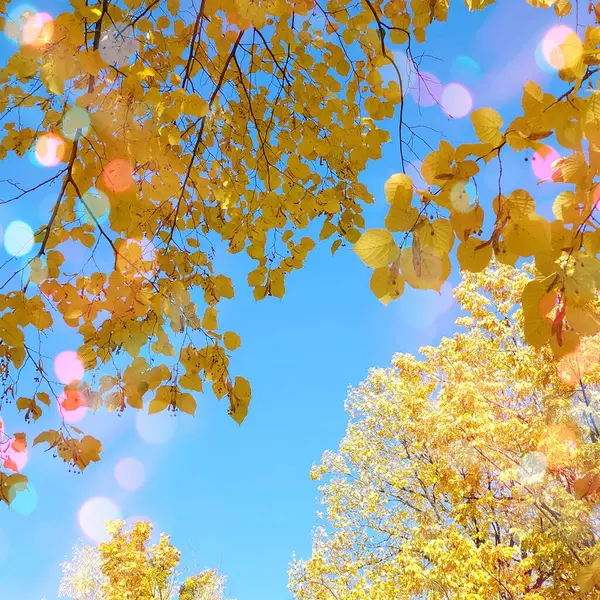 Sonbahar ıhlamur ağaçlarının altın dalları arasından gün ışığında mavi gökyüzüne neşeli bir bakış.