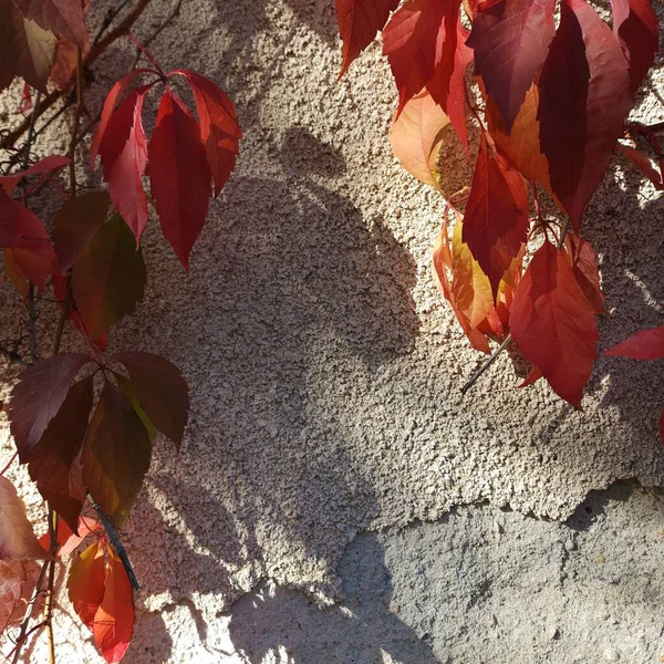 Bir duvar dokusunda gün ışığında dekoratif üzümlerin kırmızı dalları