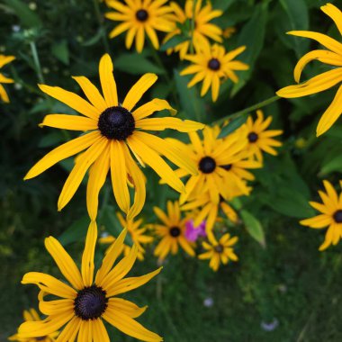 Sarı Rudbeckia fulgida çiçekleri Bir çiçek tarhında yakın plan