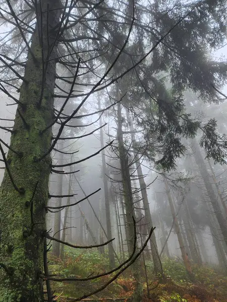 Gizemli, sisli bir ormanda kozalaklı ağaç gövdeleri.