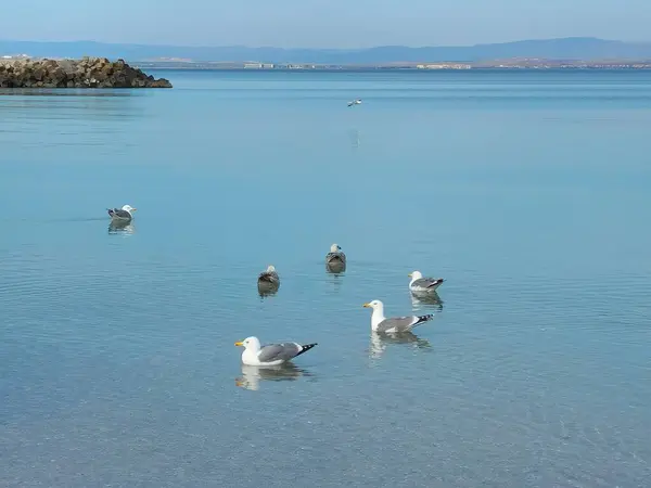 Yumuşak mavi denizin sığ sularında yüzen martılar.