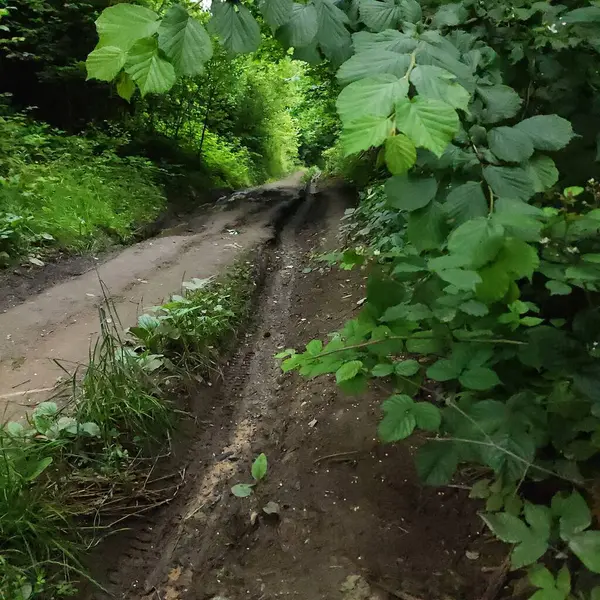 Ormandaki toprak yol, ormanın kemerinin altındaki mesafeye gidiyor.