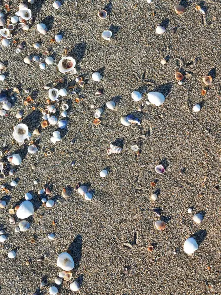 Deniz kabuklarıyla kaplı kumlu sahil manzarası. Kum dokusunda kuş izleri