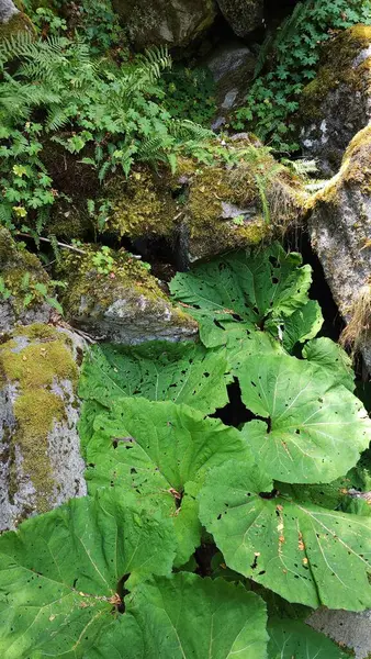 Burdock 'lar, gölgeli bir dağ geçidinde yosun ve yosunla kaplı büyük taşların arasında.