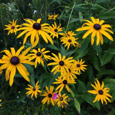 Sarı rudbeckia çiçekleri Bahçeye yakın