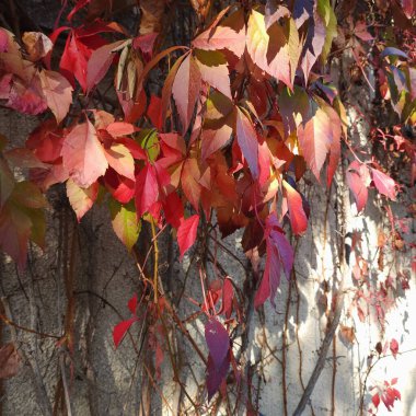 Güneşin aydınlattığı kırmızı üzüm yaprakları duvara vuruyor.