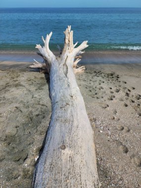 Kuru ağaç gövdesi kökleri, rüzgarlar ve güneş tarafından beyazlatılmış kumlu bir deniz kıyısında