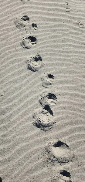 Kumda köpek izleri zinciri.