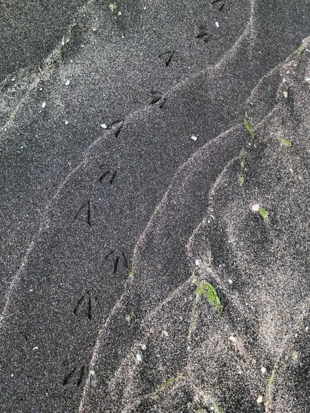 Deniz dalgaları olan siyah kum üzerinde martı izleri.