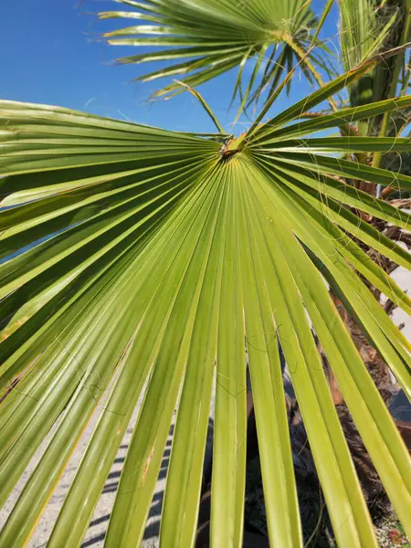 Gökyüzüne karşı güzel palmiye yaprağı
