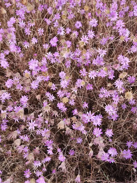 Çayırdaki güzel çiçekler Xeranthemum Yıllığı