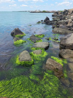 Parlak yeşil yosunlarla kaplı büyük taşlarla deniz kıyısının manzarası