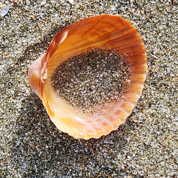 turuncu deniz kabuğu kumda yakın çekim