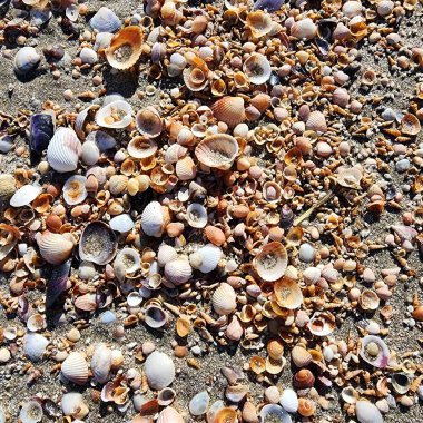 Deniz kumu üzerine küçük kabuklar serpiştiriyorlar.