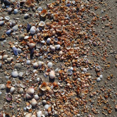 Deniz kumu üzerine küçük kabuklar serpiştiriyorlar.