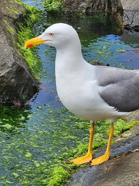 martı suya yakın çekim