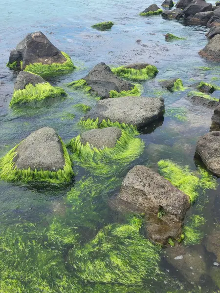 Kıyıya yakın sığ deniz suyuyla kaplı deniz yosunlarıyla kaplı kayalar.
