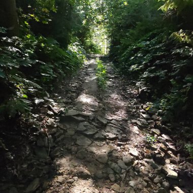 Güneşli bir günde gölgeli ormanda toprak yol. Uzakta güneşli bir ara sokak.