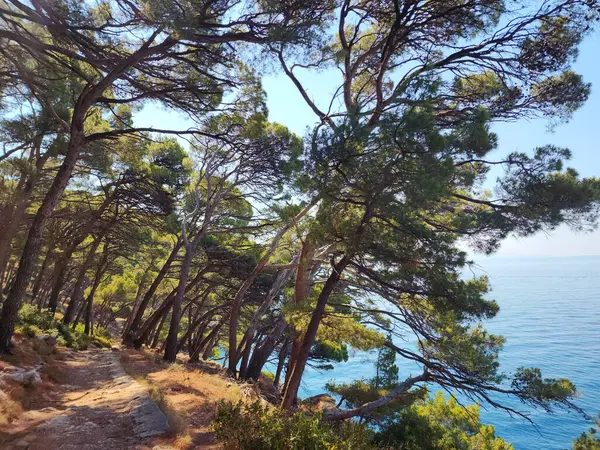 Güneşli bir günde, deniz kenarındaki bir çam ormanında yol