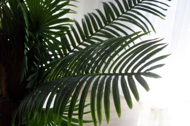 yeşil yaprakları olan bir bitki