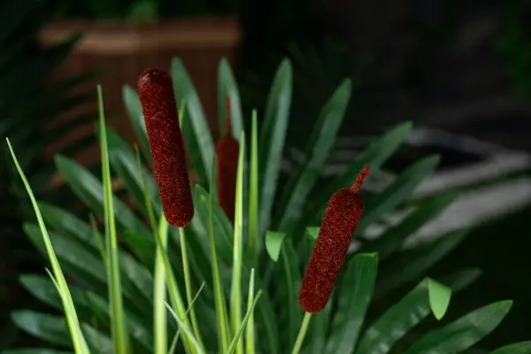 stock image reed with green leaves