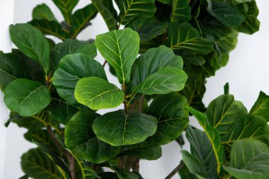 Yeşil yapraklı bir bitkinin yakın çekimi